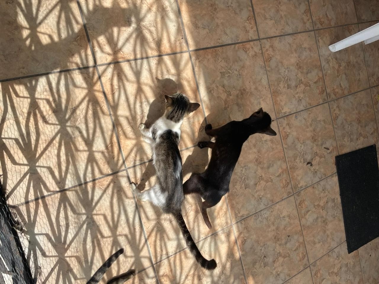 Prisão por Maus-Tratos a Gatos em Belém: Um Espelho dos Desafios da Proteção Animal no Brasil