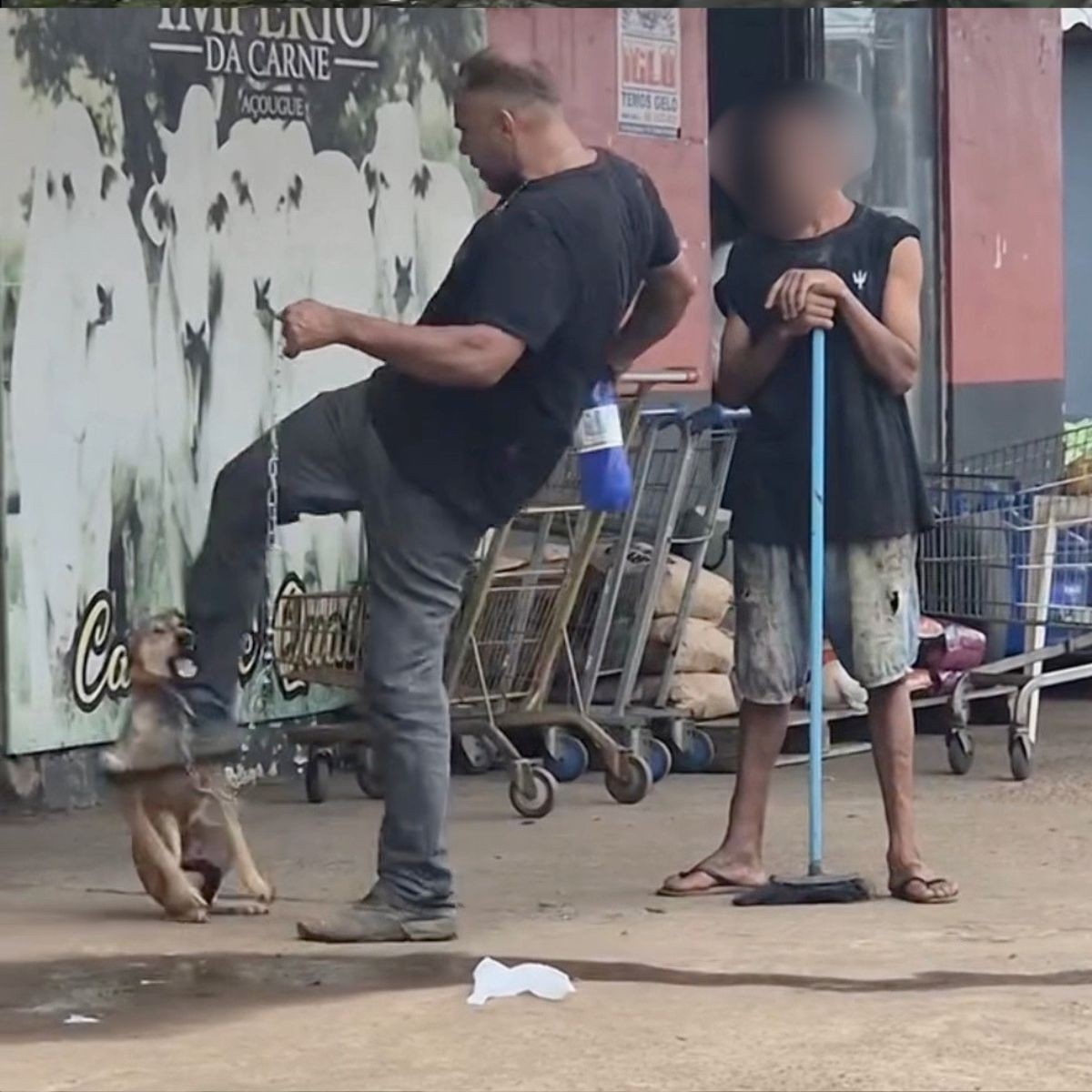 Agressão a Animal em Porto Velho: O Reflexo de um Problema Estrutural e a Convocação Cívica