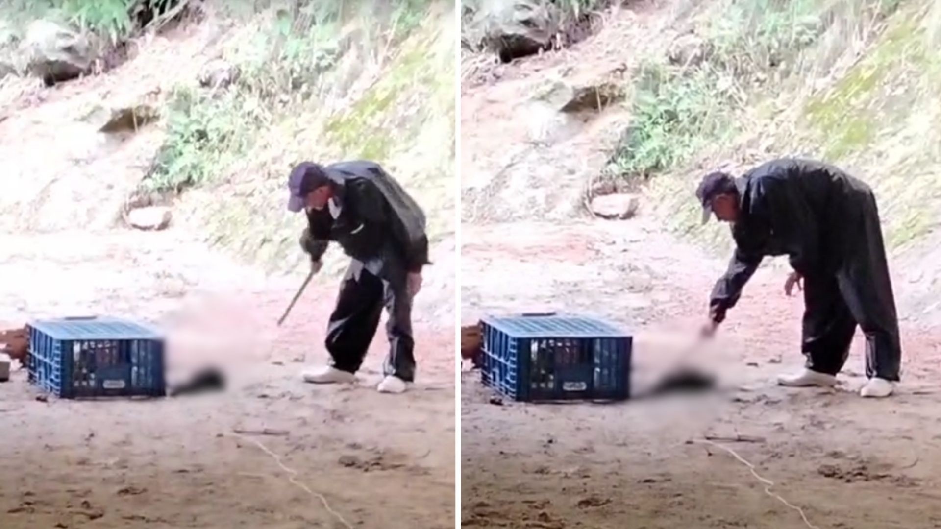 Crueldade Animal em Granja do ES: Prisão de Funcionário Evidencia Lacunas Éticas no Agronegócio Local