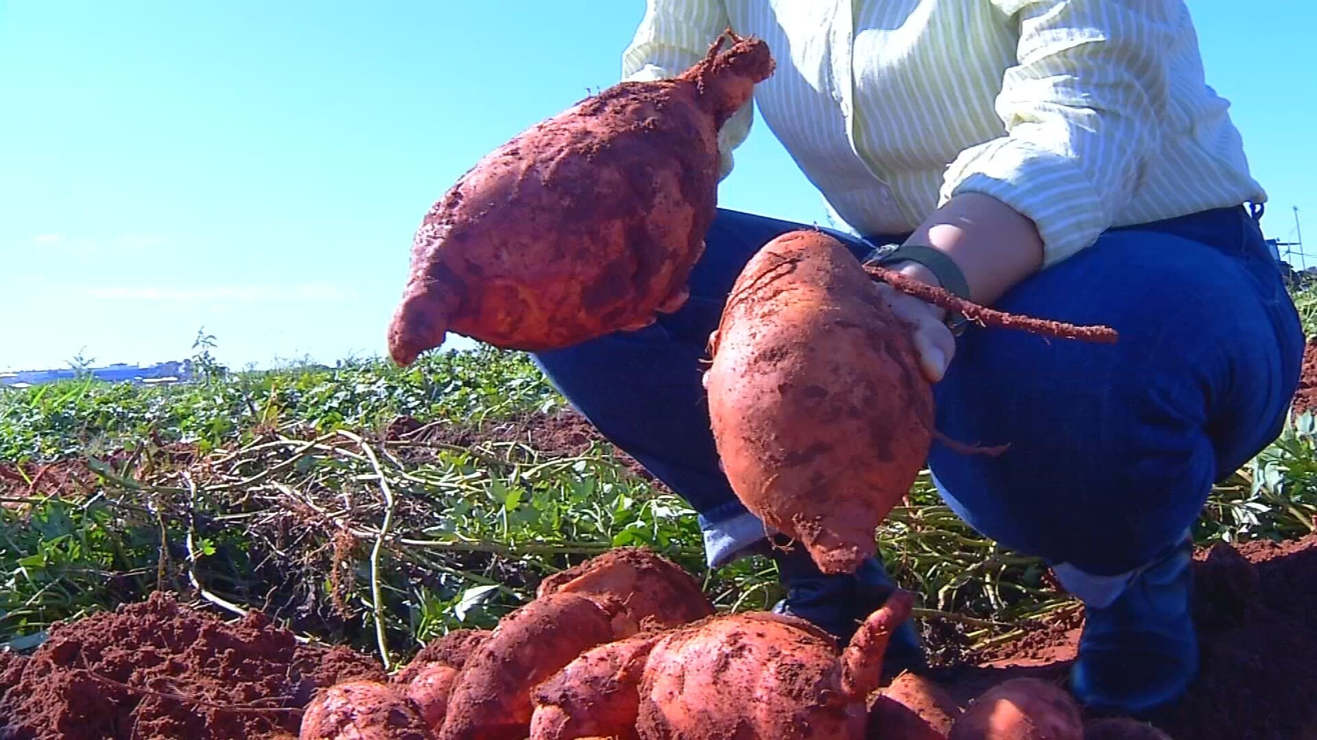 O Potencial Econômico da Super Batata-Doce: Como a IAC Dom Pedro II Pode Transformar o Agronegócio e a Nutrição Nacional
