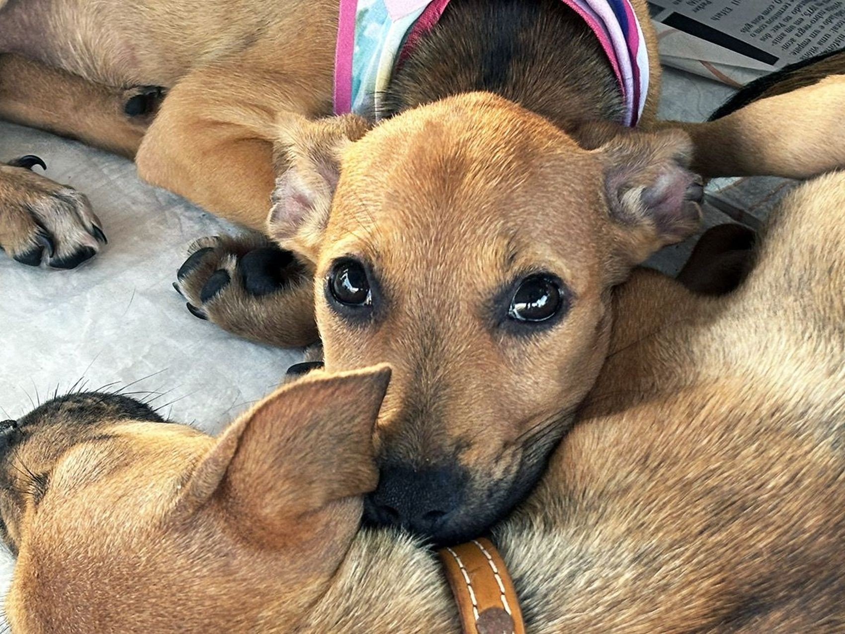 Icoaraci e o Belém Animal: A Dimensão Oculta dos Cuidados Veterinários Gratuitos no Pará