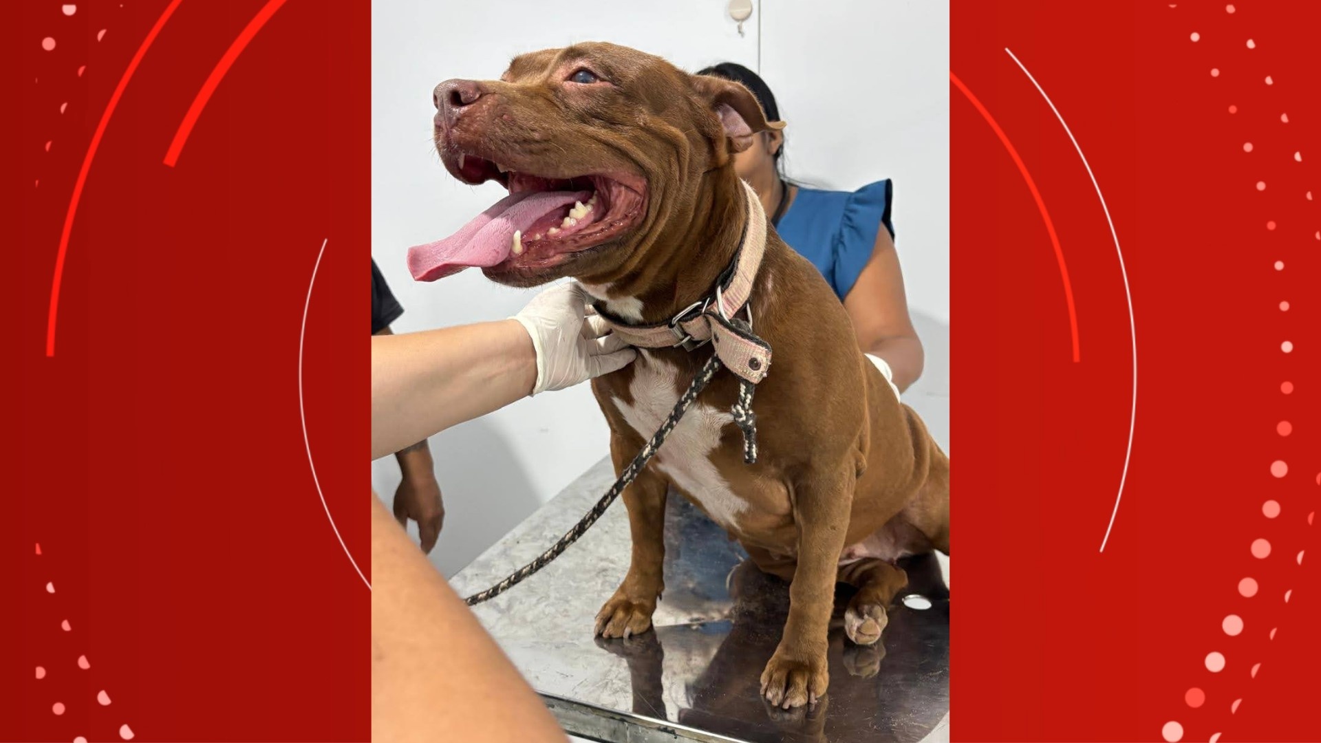 Avanço Estratégico do Ifap: Saúde Animal Gratuita Resignifica Bem-Estar e Conservação no Amapá
