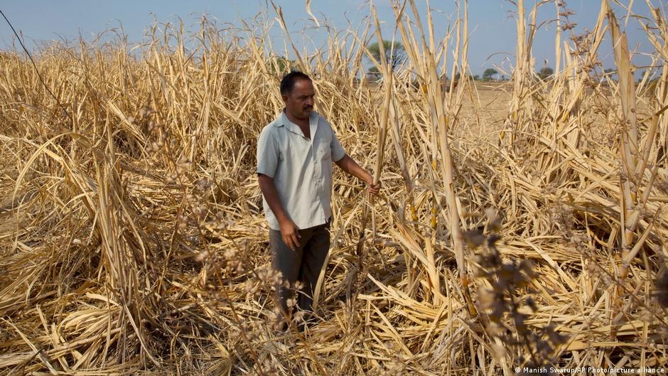 Impacto Global: El Niño na Índia e o Risco de Segurança Alimentar Mundial