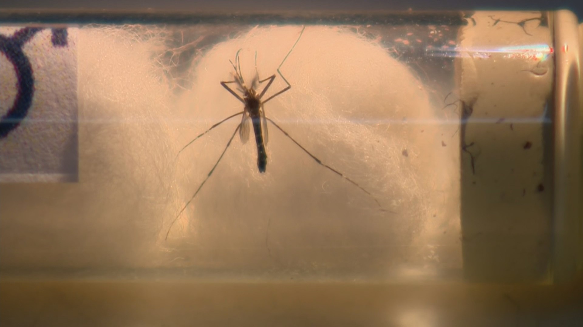 Campina Grande: Índice de Infestação por Aedes aegypti Acende Alerta de Alto Risco na Saúde Pública