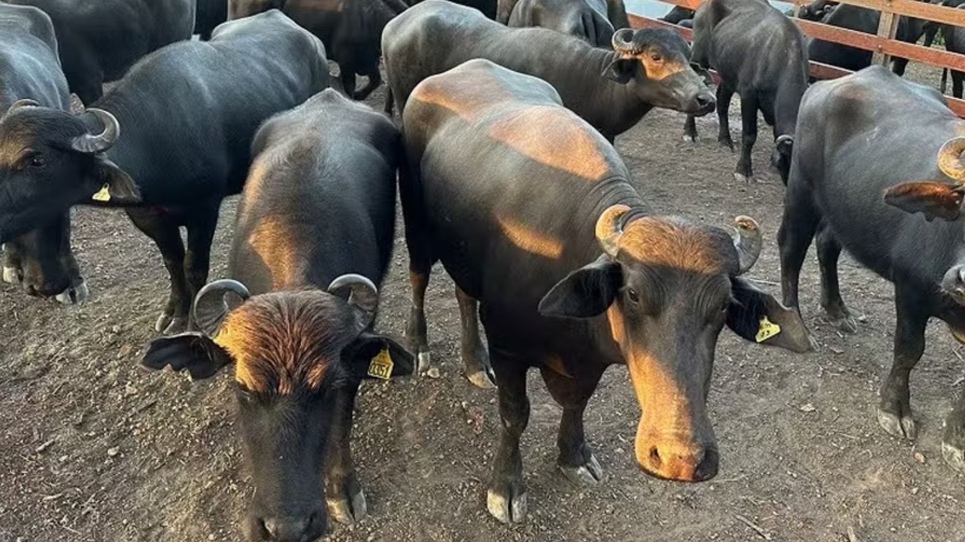 Expofeira do Amapá: O Prazo Final que Molda o Futuro da Pecuária Regional