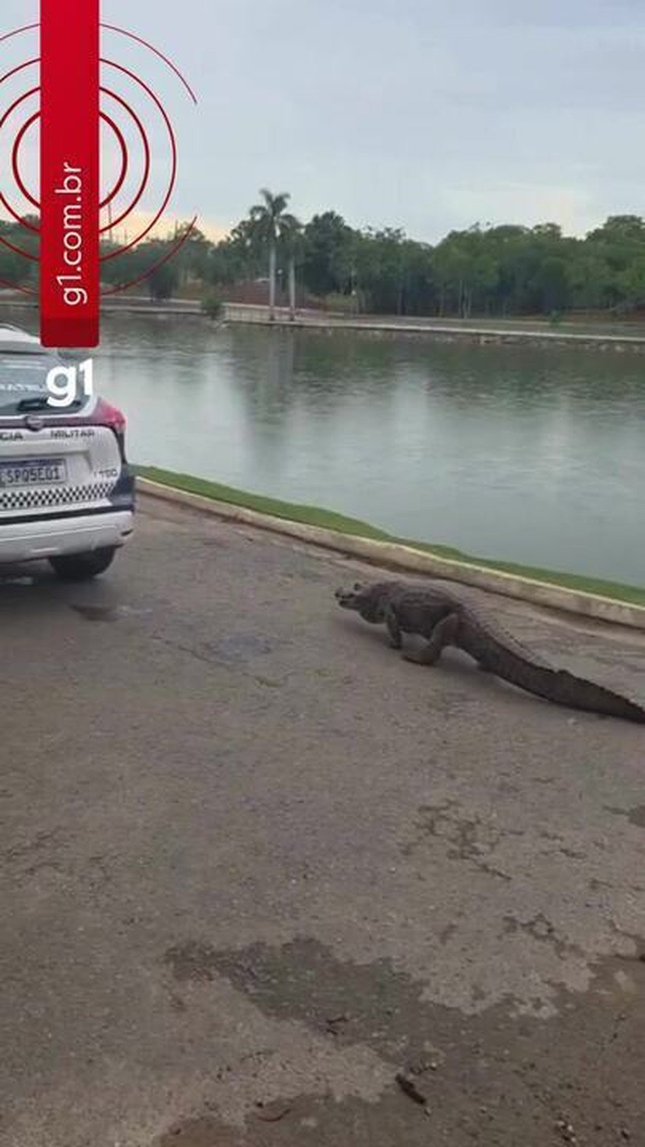 Jacaré 'Celso' persegue viatura da PM no Parque das Águas em Cuiabá pela segunda vez