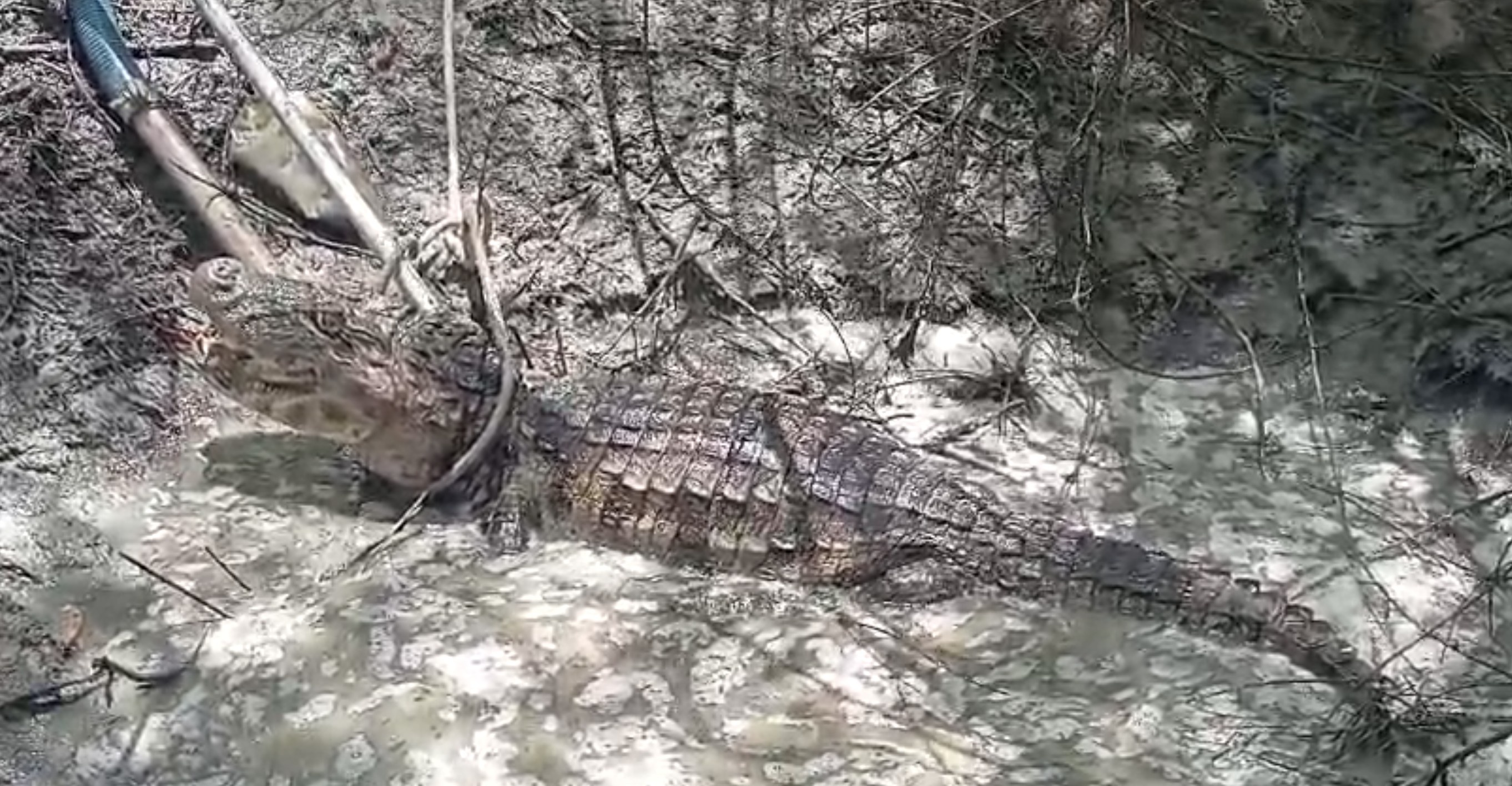Captura de Jacaré em Janduís: Um Alerta Ecológico e Desafios da Convivência no Semiárido Potiguar