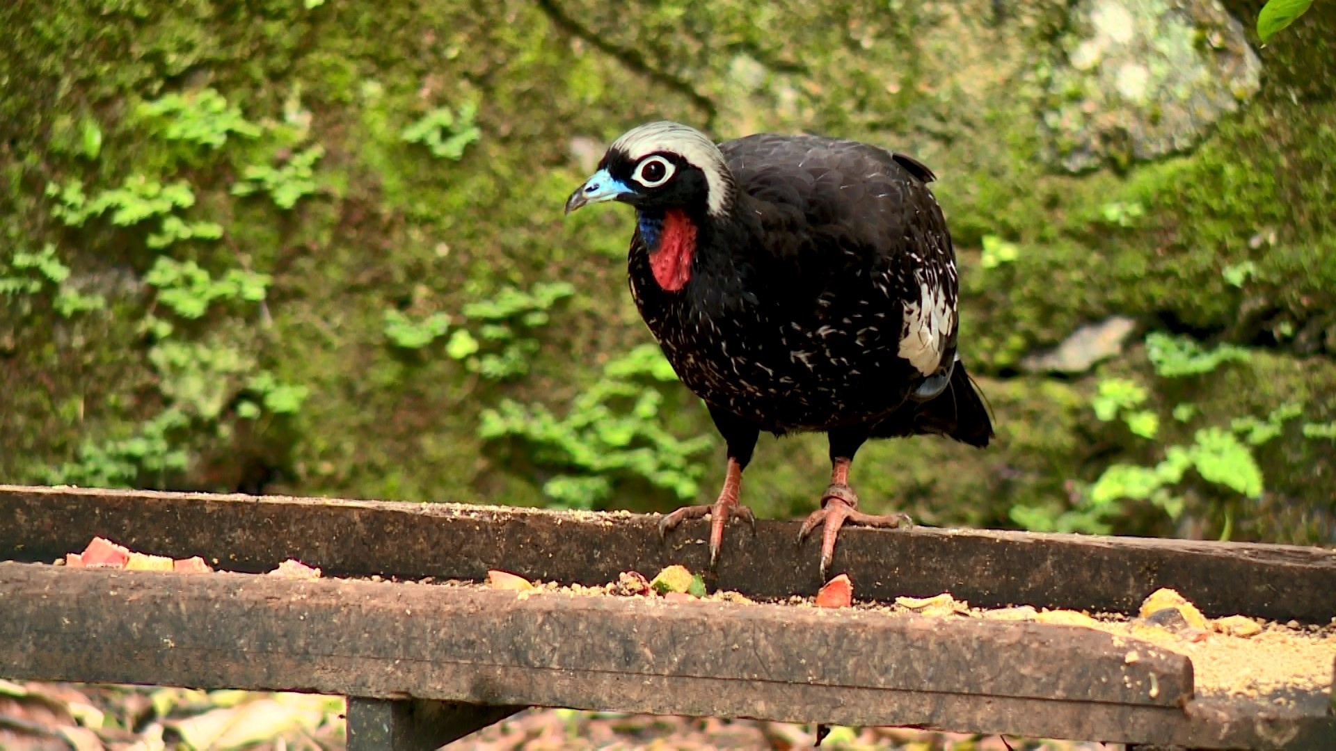 Retorno da Jacutinga no ES: Mais Que Uma Ave, O Renascimento Ecológico e Econômico da Mata Atlântica