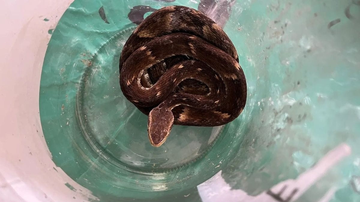 Jararaca em Saco de Lixo Reciclável Alerta para Riscos na Coleta Seletiva e Interação Urbana com Fauna em SC