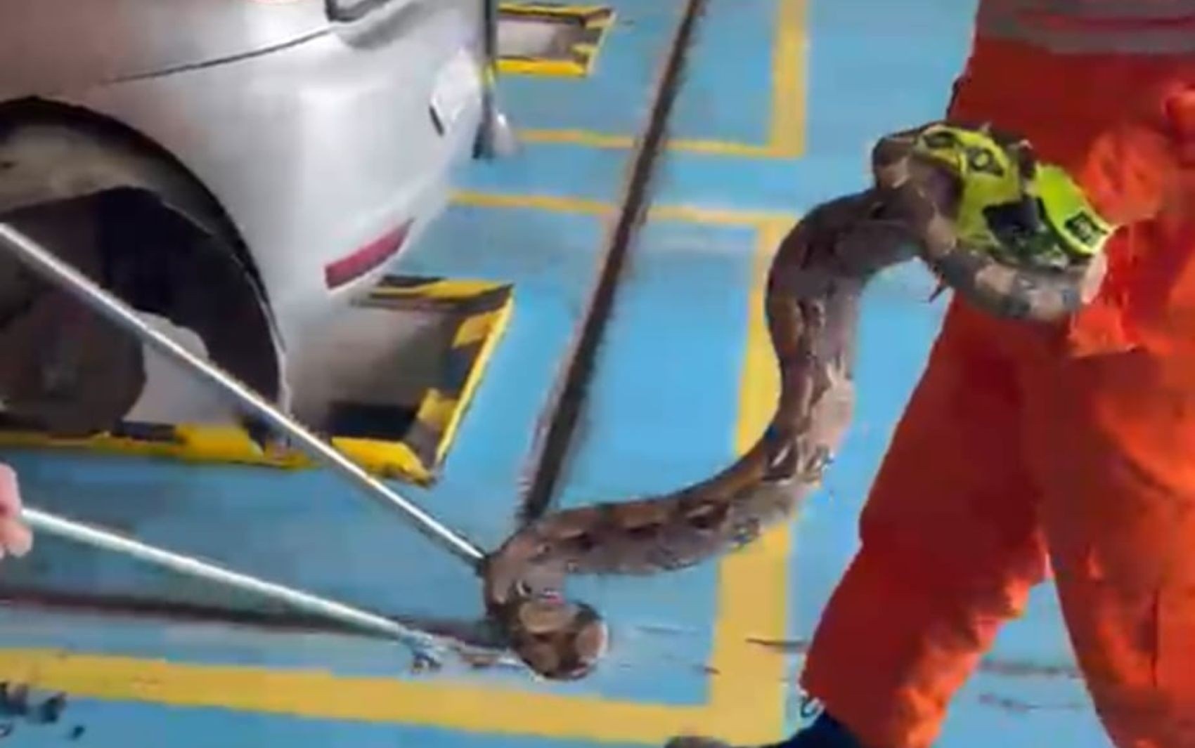 A Jiboia no Carro: Um Sinal da Tensão Entre Urbanização e Natureza em Lagarto