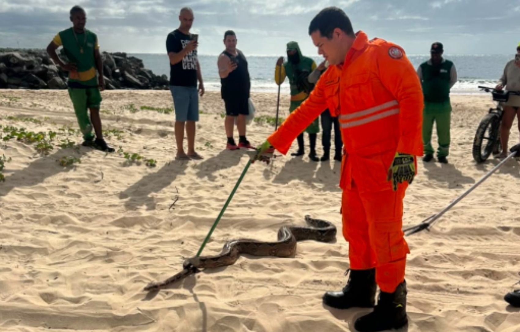 Presença de Jiboia em Praia de Aracaju: Um Alerta para a Convivência Urbana e Meio Ambiente