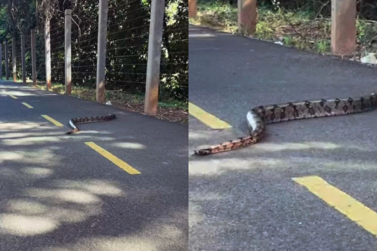 Natureza Urbana: Jiboia na Ciclovia do Parque dos Poderes Eleva Debate sobre Coexistência em Campo Grande