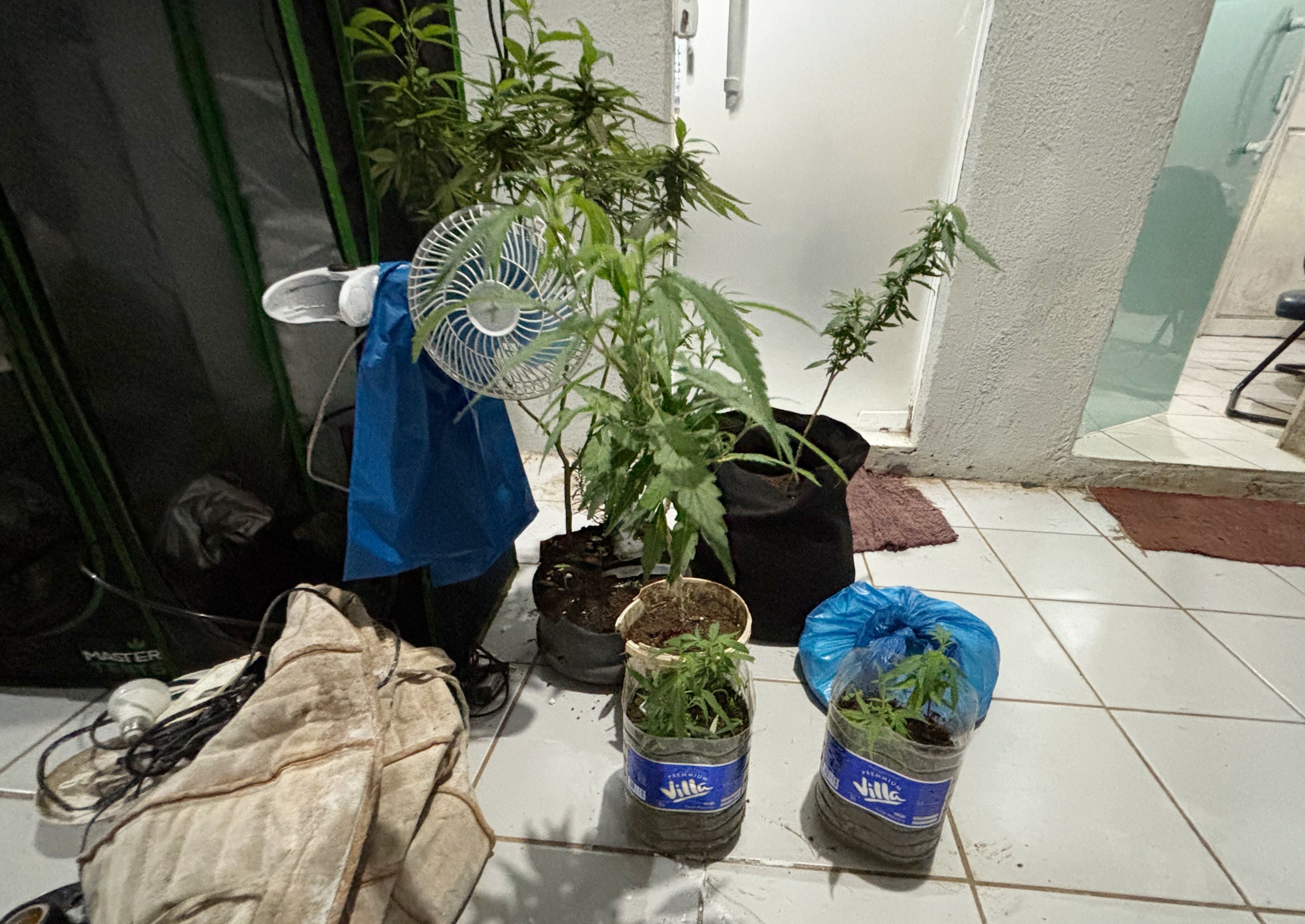 Fernando de Noronha: Prisão por Cultivo de Maconha Expõe Desafios de Fiscalização e Imagem Turística