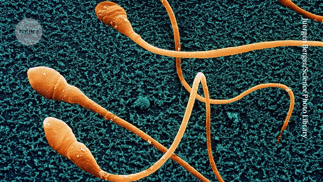 Ciência da Reprodução: Cultivo Laboratorial de Precursores de Espermatozoides Humanos Redefine Limites da Fertilidade