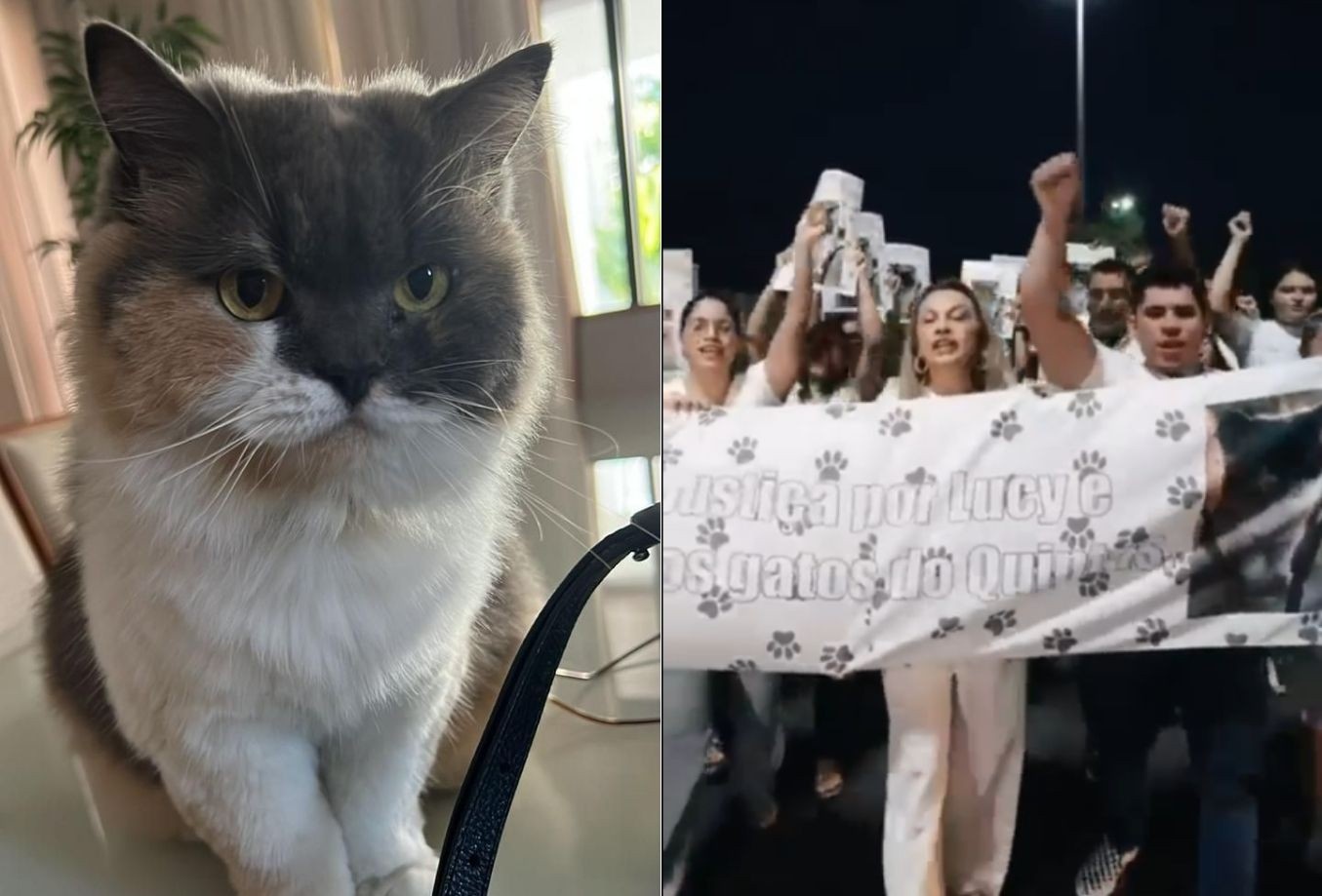 Lei Lucy: A Transformação Silenciosa na Convivência Humana-Animal no Rio Grande do Norte