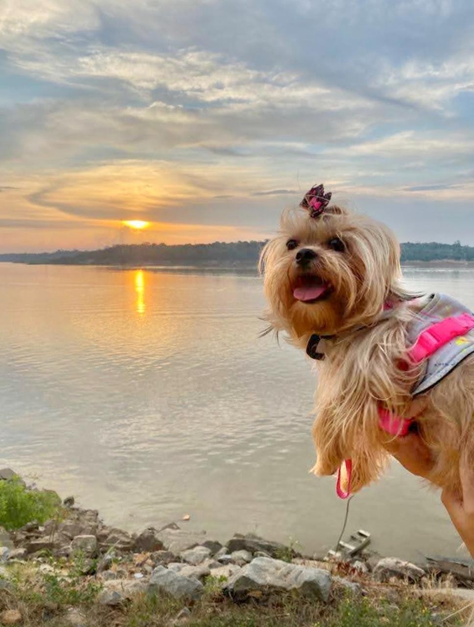 Lei Inovadora em Rondônia Redefine o Luto e a Gestão Ambiental para Famílias com Pets