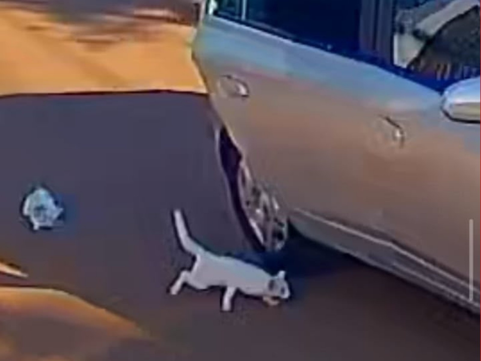 Liberdade sob Fiança: O Caso do Gato no Acre e o Debate sobre a Justiça Animal