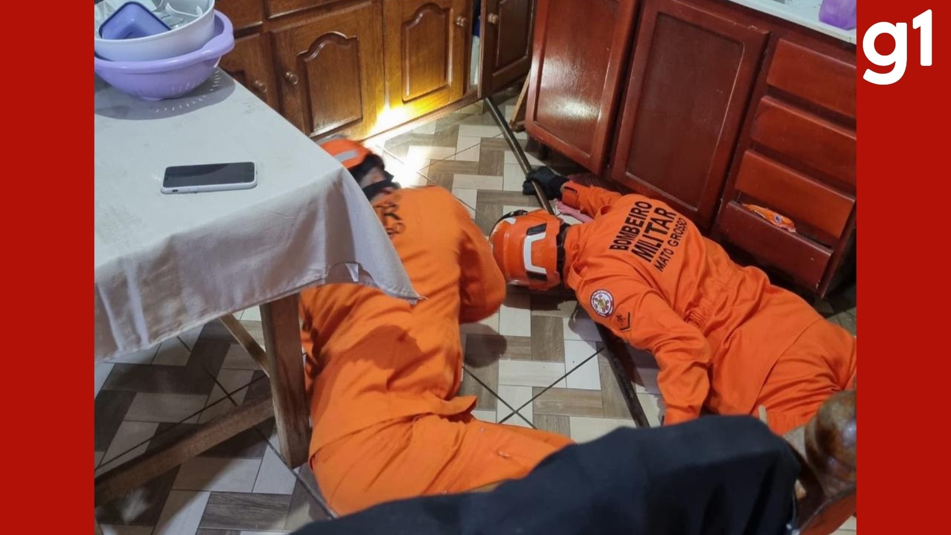 Teiú em Cozinha: O Crescente Desafio da Coexistência Urbana-Silvestre no Mato Grosso