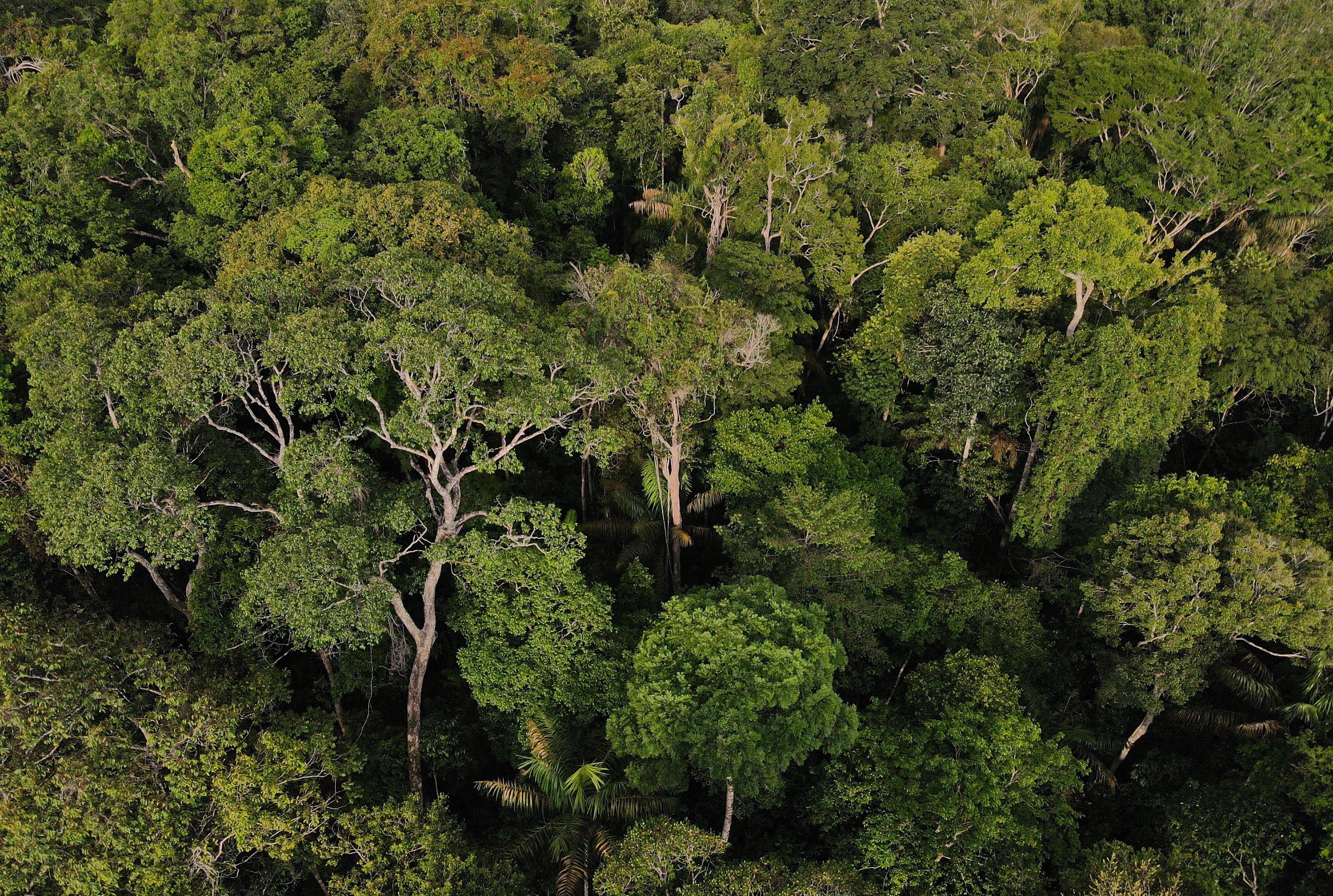 Amazonas: Gigante da Conservação, Desafios da Soberania em Territórios Vácuos