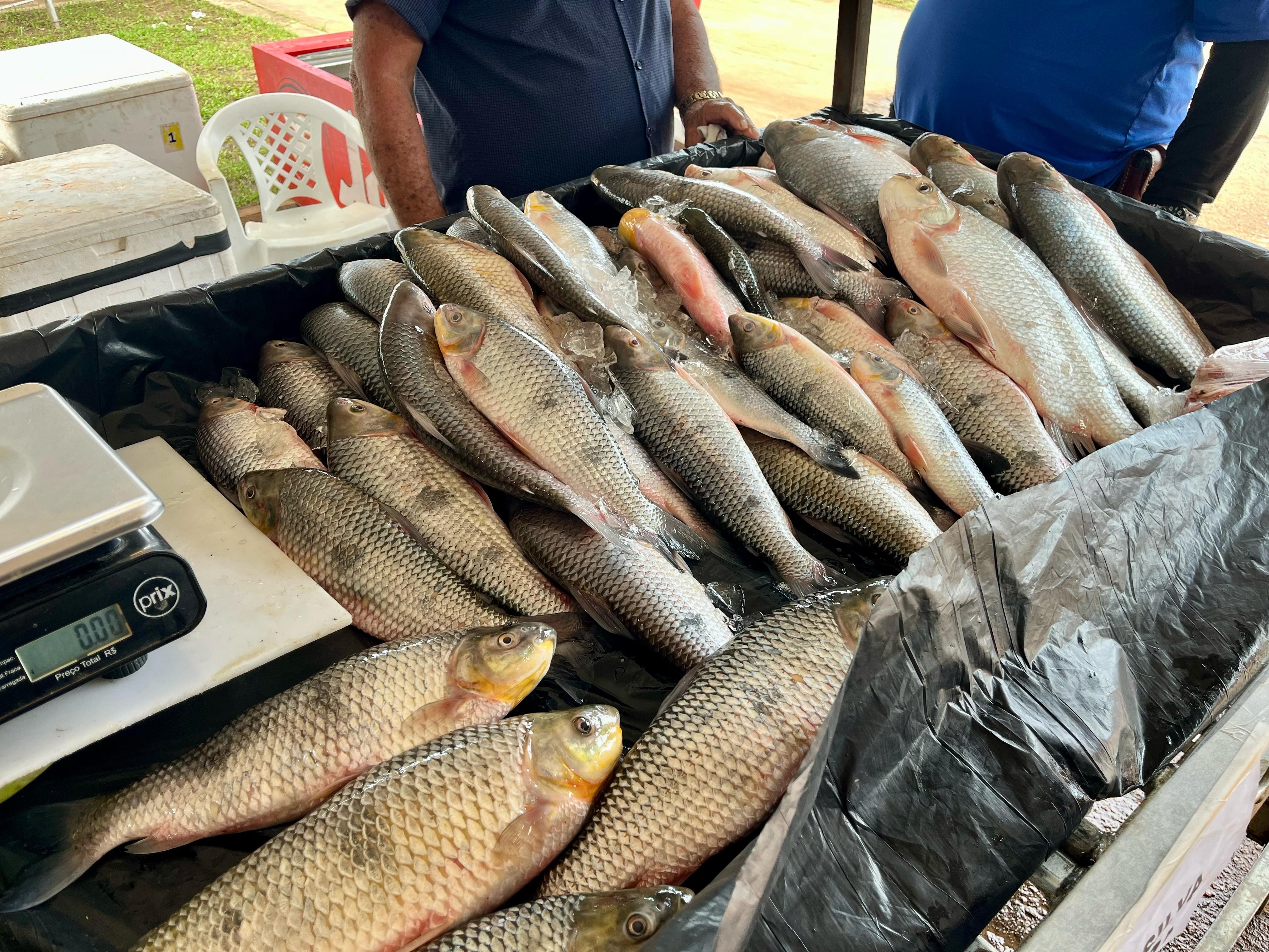 Semana Santa: O Recorde da Feira do Peixe em Rio Branco e o Fortalecimento da Cadeia Produtiva Local