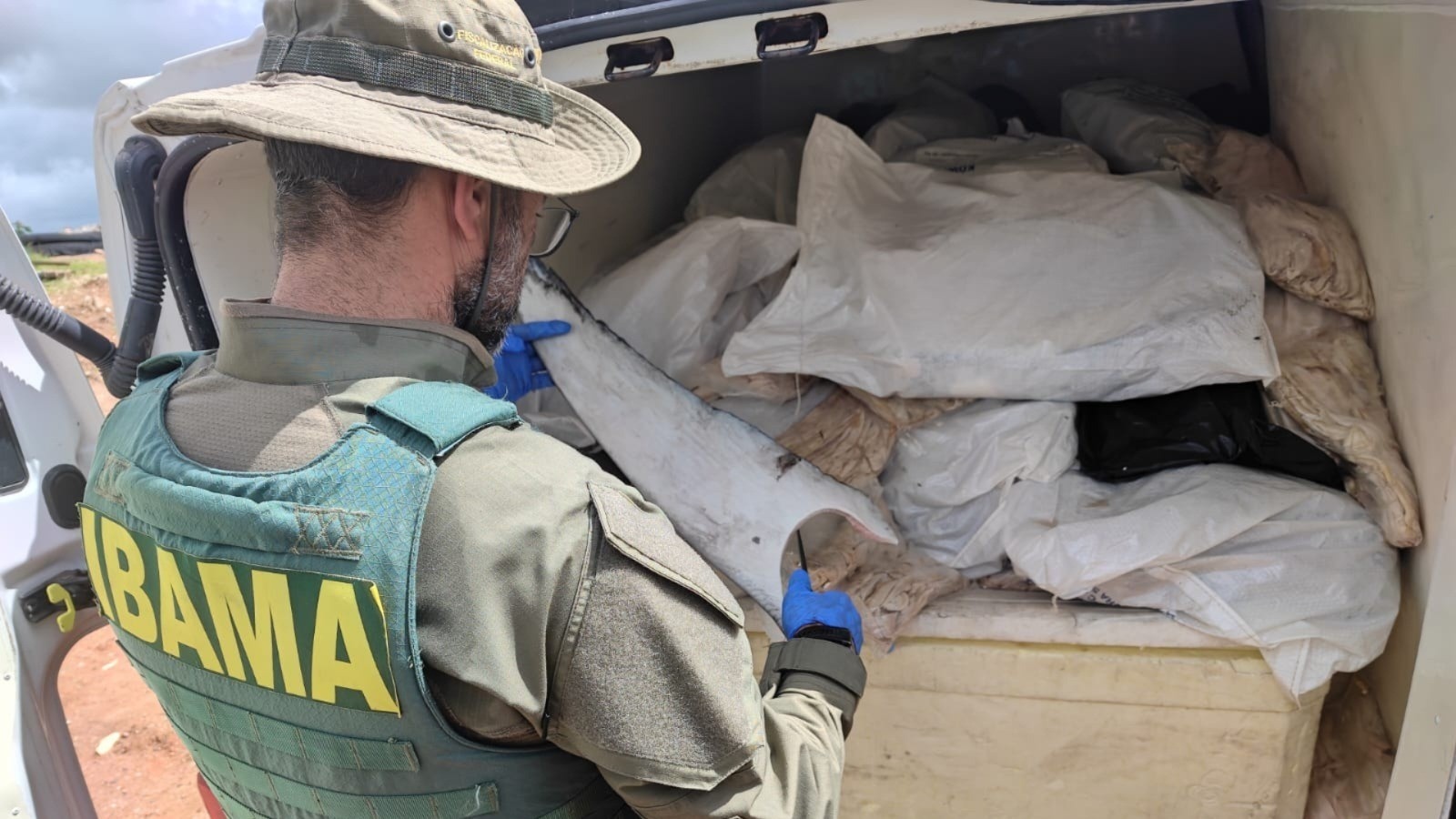 Apreensão Recorde de Tubarões em Sergipe Revela Elos de Crime Ambiental e Impacto Regional