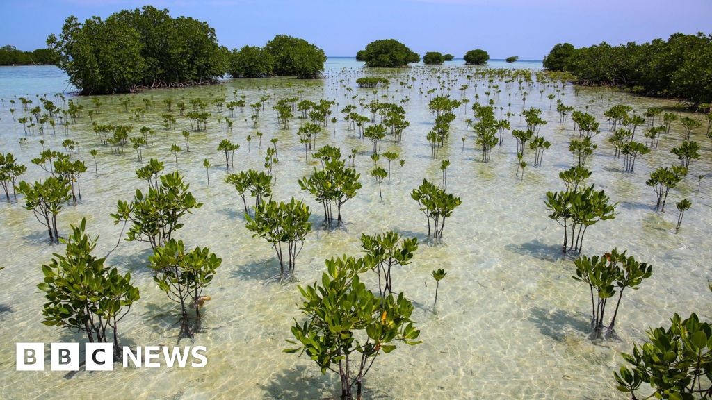 A Surpreendente Recuperação dos Manguezais: Um Faro de Esperança na Crise Climática