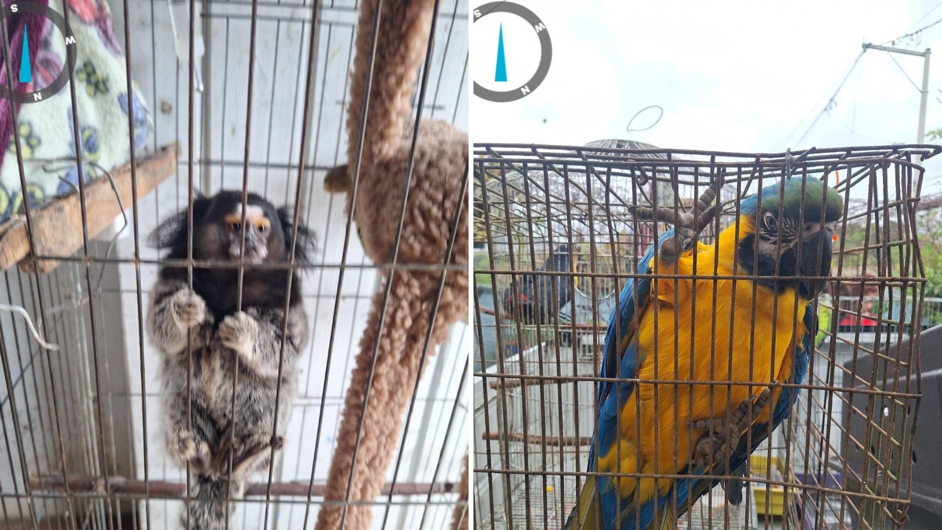 Além do Cativeiro: O Impacto Silencioso do Tráfico de Animais na Saúde Social de Porto Alegre