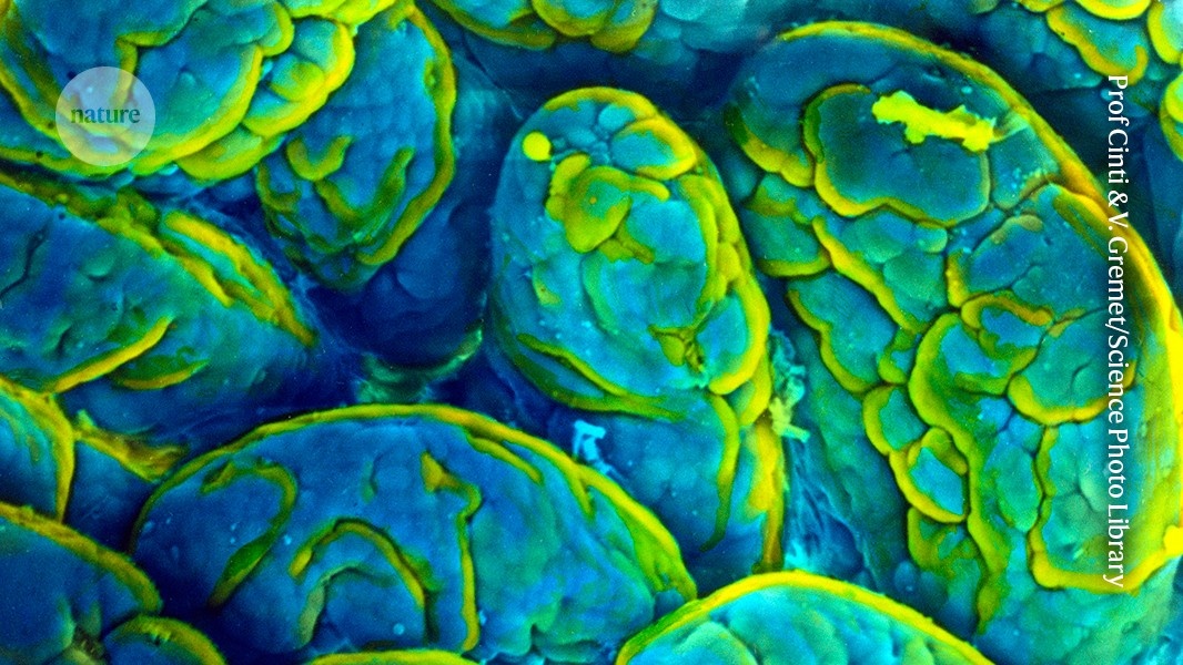 Micróbios Intestinais e o Envelhecimento Cognitivo: Desvendando a Conexão Gut-Cérebro na Perda de Memória