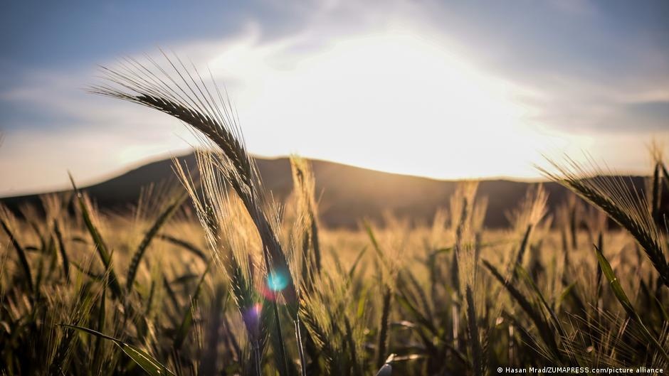A Erosão Silenciosa: Por Que Sua Comida Saudável Pode Não Ser Tão Nutritiva Quanto Pensa