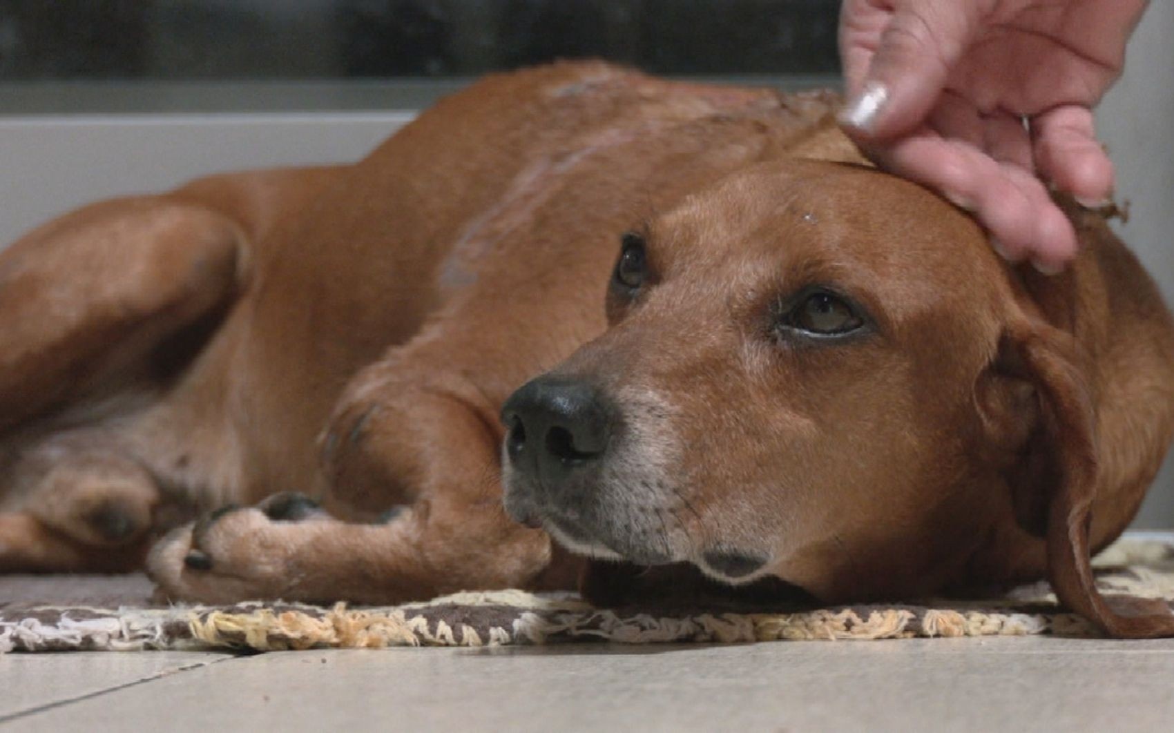 Caso Johnny em Goiânia: A Confissão, a Crueldade e o Reforço da Responsabilidade Coletiva por Animais Comunitários