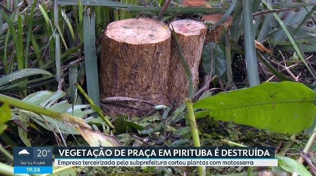 Poda Drástica em Pirituba: O Dilema da Gestão Urbana Verde e a Teia Administrativa em São Paulo
