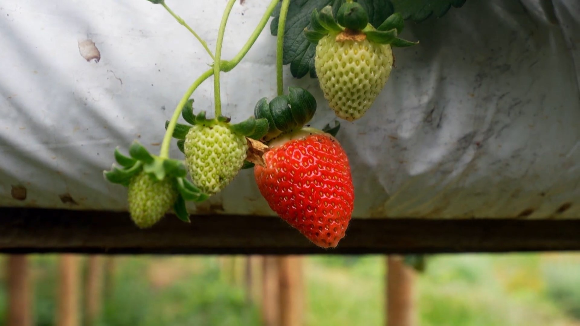 Disparada do Morango Egípcio: Como a Importação Reconfigura a Economia Agrícola Brasileira e Ameaça o Produtor Local