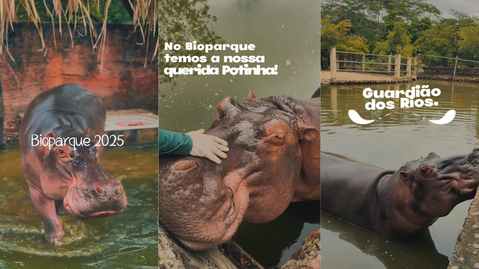 O Fim de uma Era: Potinha, o Legado e os Desafios do Bioparque Zoobotânico de Teresina