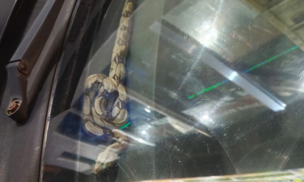 Invasão Silvestre em Ambientes Urbanos: O Incidente da Jiboia no Painel do Carro em Manaus e Suas Implicações