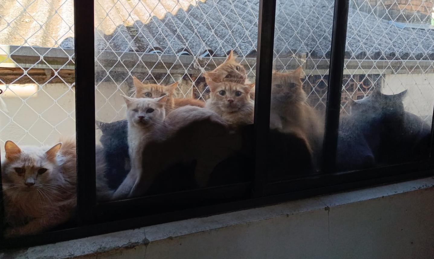 Crise de Proliferação Animal em Concórdia: O Implícito Desafio Coletivo por Trás da Intervenção Judicial