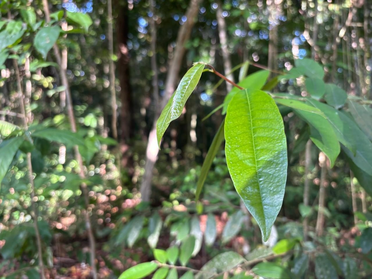 MPF Aciona Justiça Contra Créditos de Carbono no AM: Impactos Profundos para o Desenvolvimento Regional