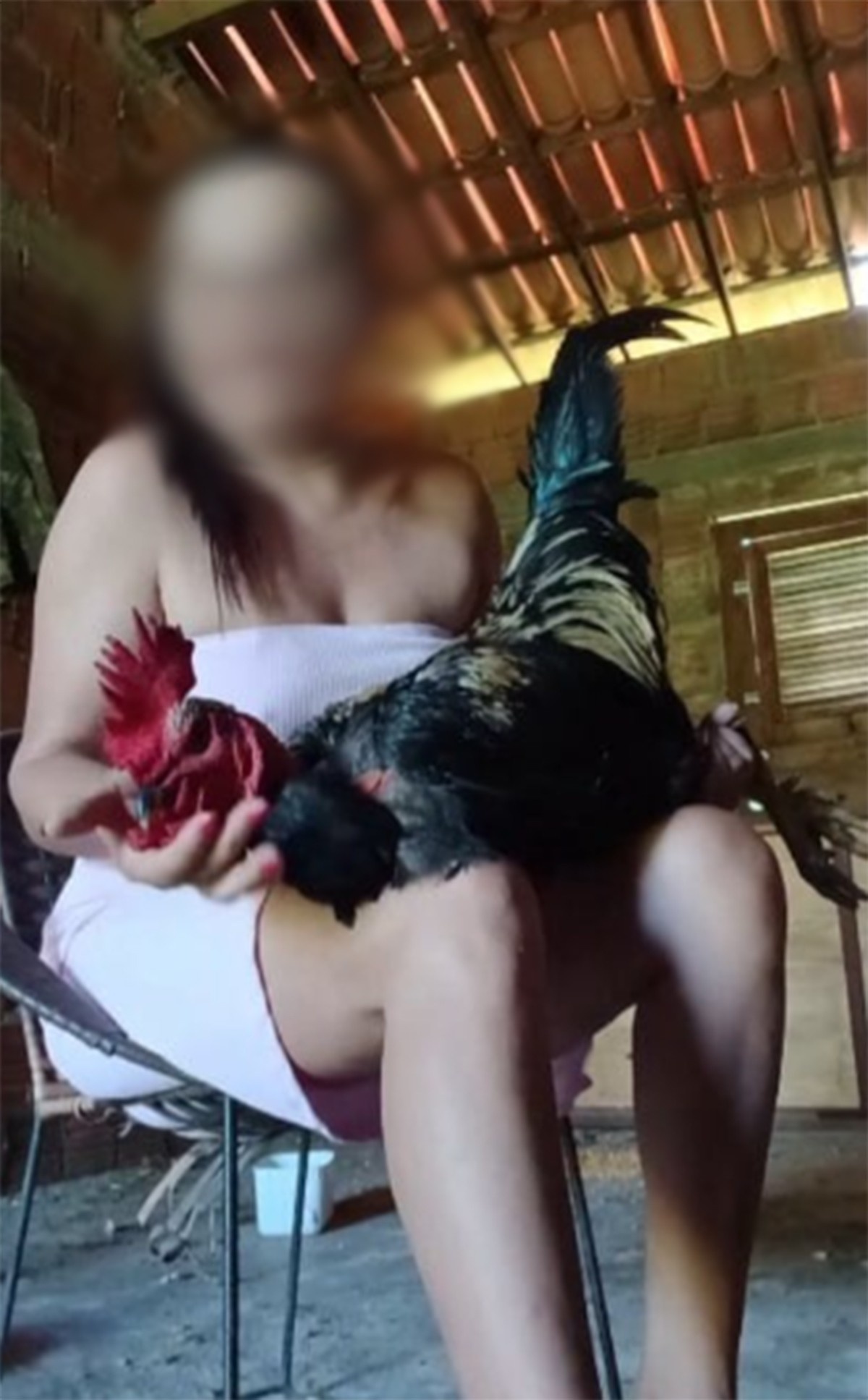 Investigação de Maus-Tratos no RN: Reflexos na Legislação e Consciência Animal Regional