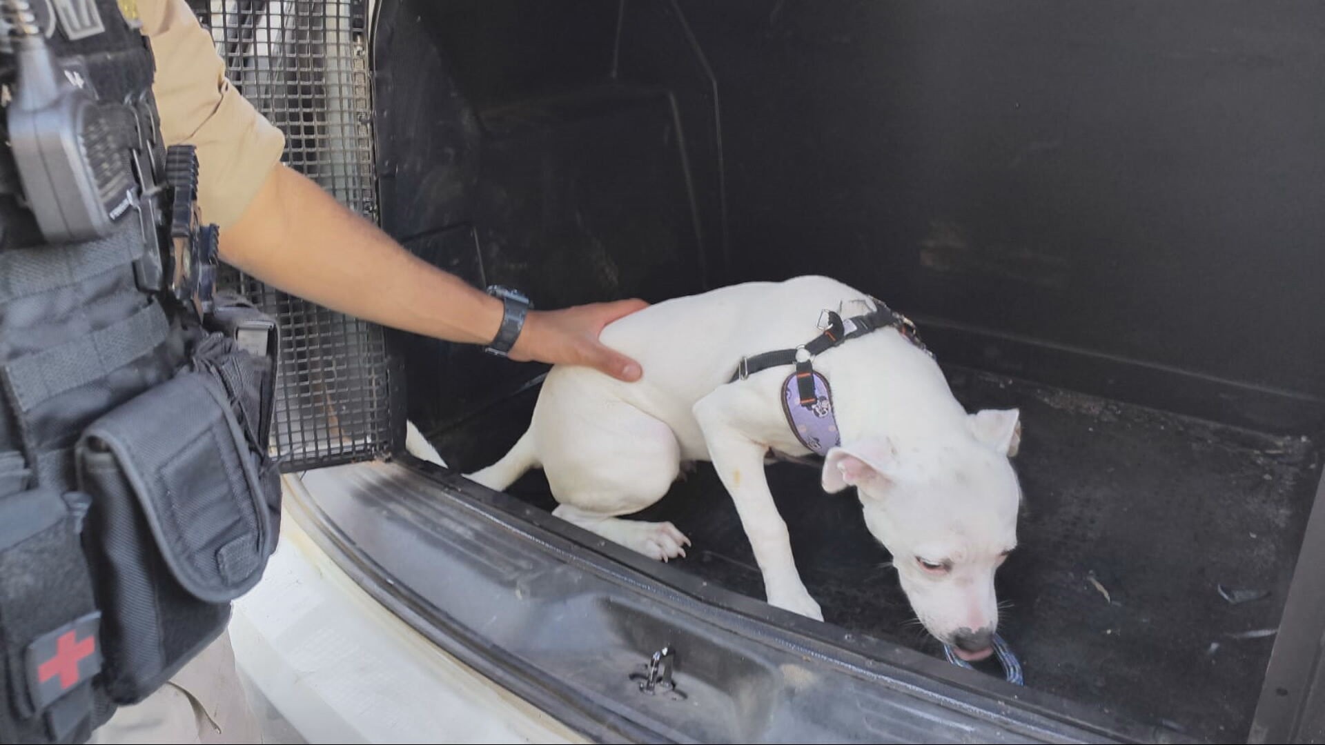 Caso de Maus-Tratos em João Monlevade Revela Lacunas na Proteção Animal e Urgência de Debate Regional