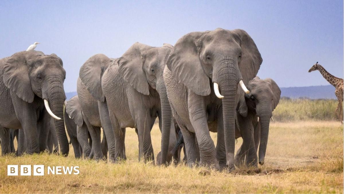 Mortalidade Enigmática de Elefantes no Quênia: Um Alerta Científico Para a Fragilidade Ecológica