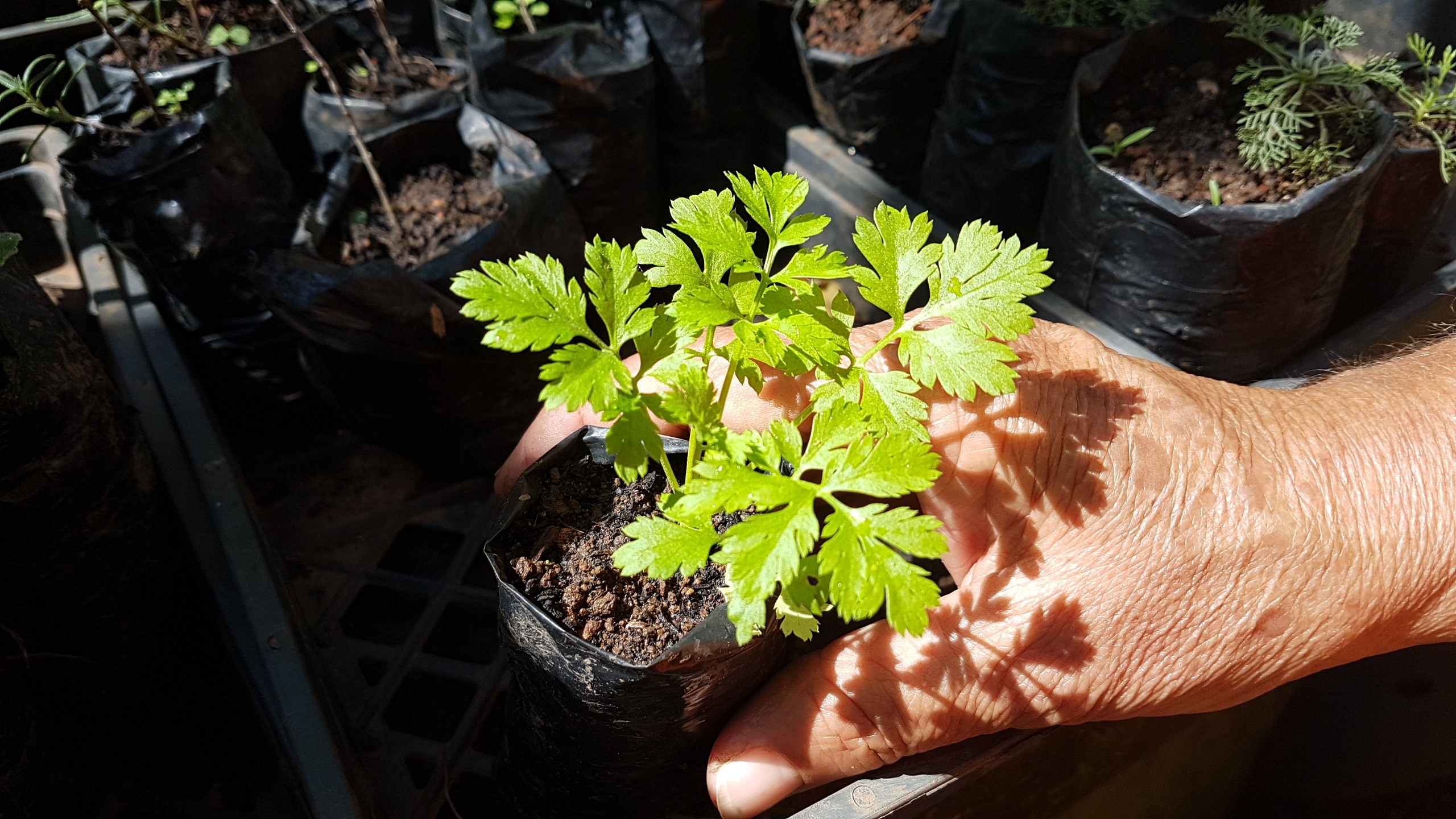 Arborização Urbana e Conscientização Verde: O Elo Entre Sementes, Educação e Resiliência em Cuiabá