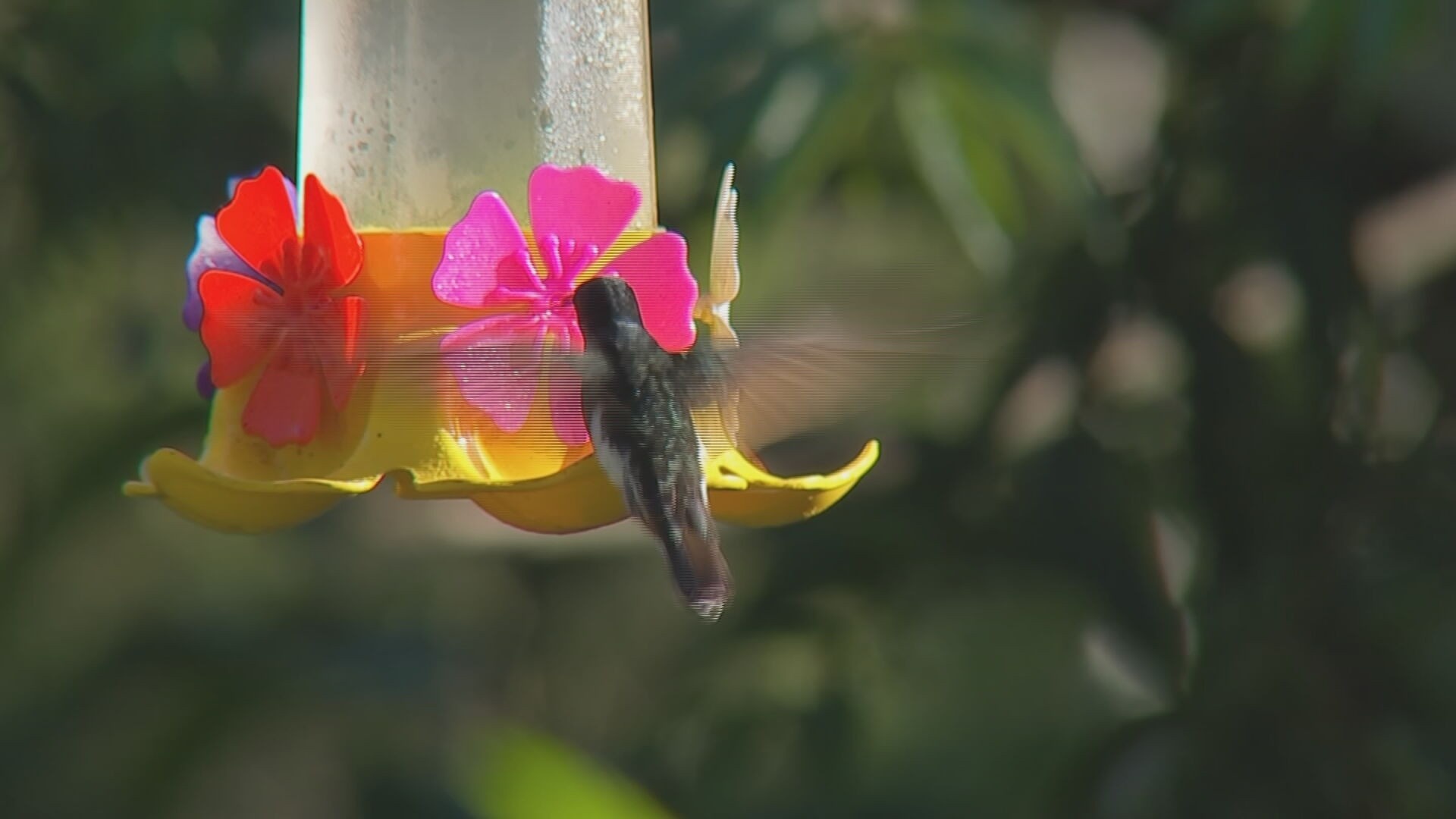 Birdwatching: O Despertar Econômico Silencioso da Biodiversidade Paulista