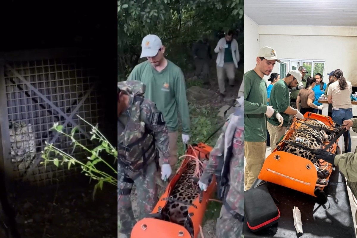 Captura de Onça em Corumbá: O Sinal de uma Tensão Crescente entre Urbano e o Coração do Pantanal
