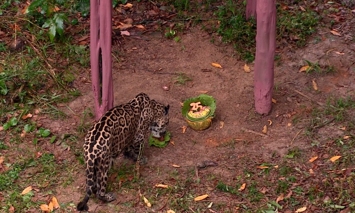 Guardião: A Longevidade Recorde da Onça-Pintada e o Reforço da Consciência Ambiental Amazônica