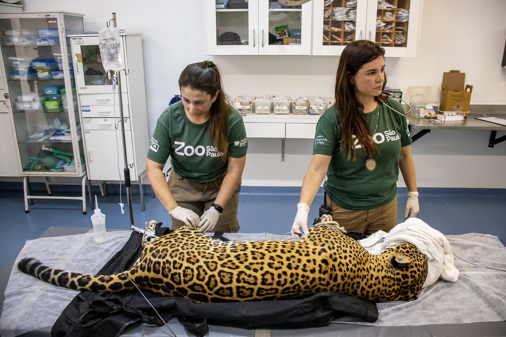 Pioneirismo Veterinário: Transfusão em Onças-Pintadas Sinaliza Avanços na Saúde Translacional