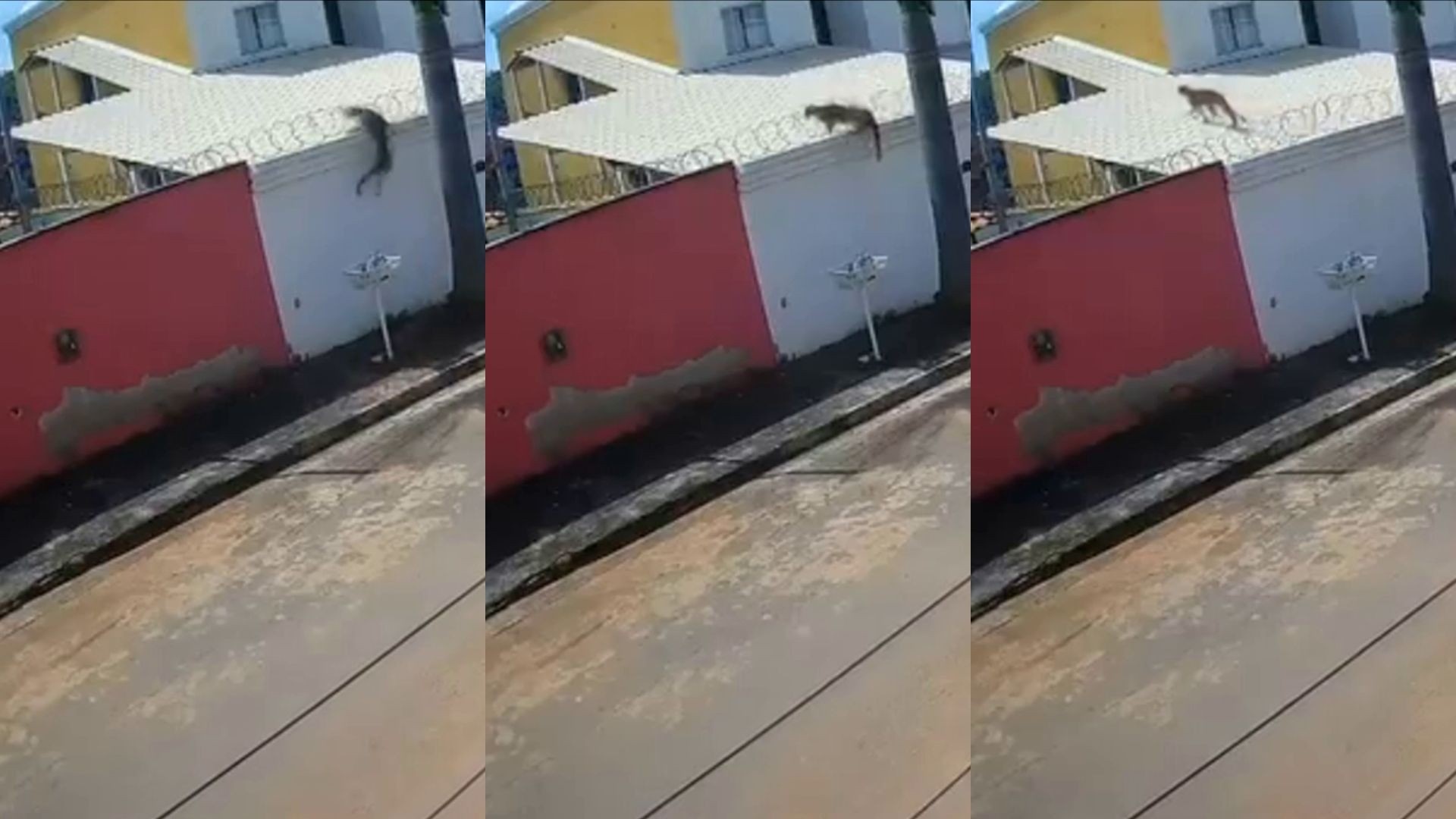 Onça em Esmeraldas: Um Alerta para a Coexistência Urbana e a Fragmentação de Habitats na Grande BH