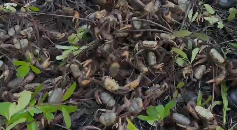 Operação Andada III: Desvendando as Consequências da Captura Ilegal de Caranguejo-Uçá no Pará