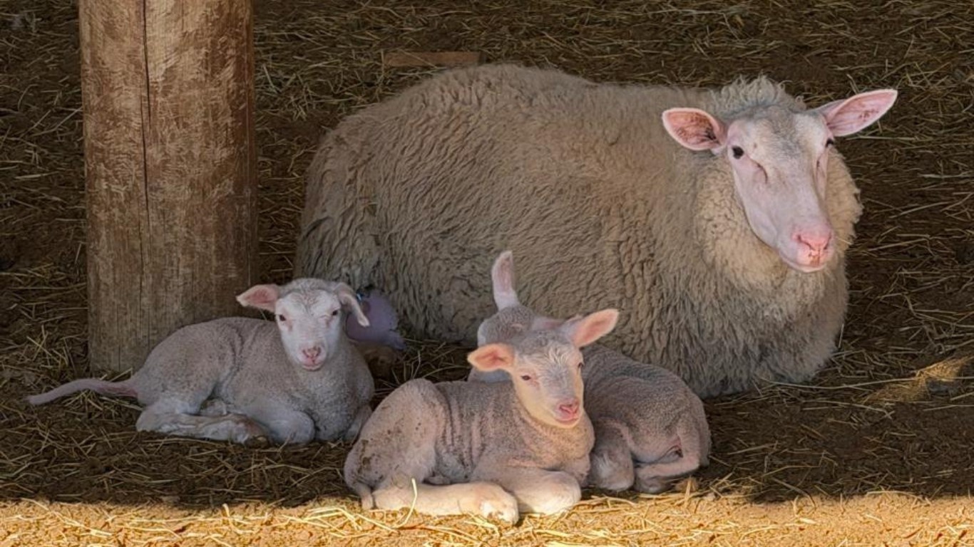 Parto Raro de Trigêmeos Ovinos em SC: Um Vislumbre do Potencial Genético e Econômico da Produção Regional