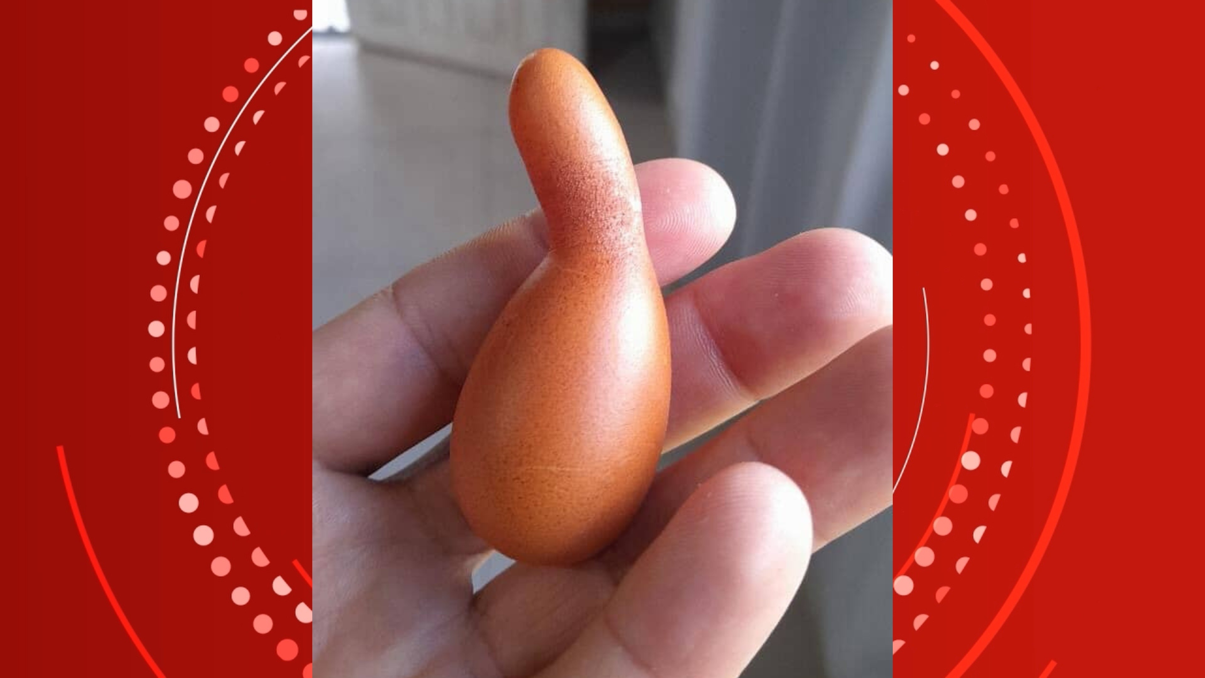 O Ovo Inusitado de Vilhena: O Que Revela a Complexidade da Avicultura Regional