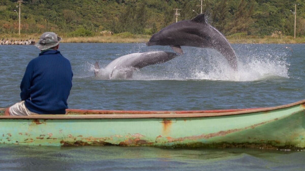 Pesca Simbiótica em Laguna: Da Tradição ao Patrimônio Nacional, Entre a Urgência da Conservação e o Potencial Turístico