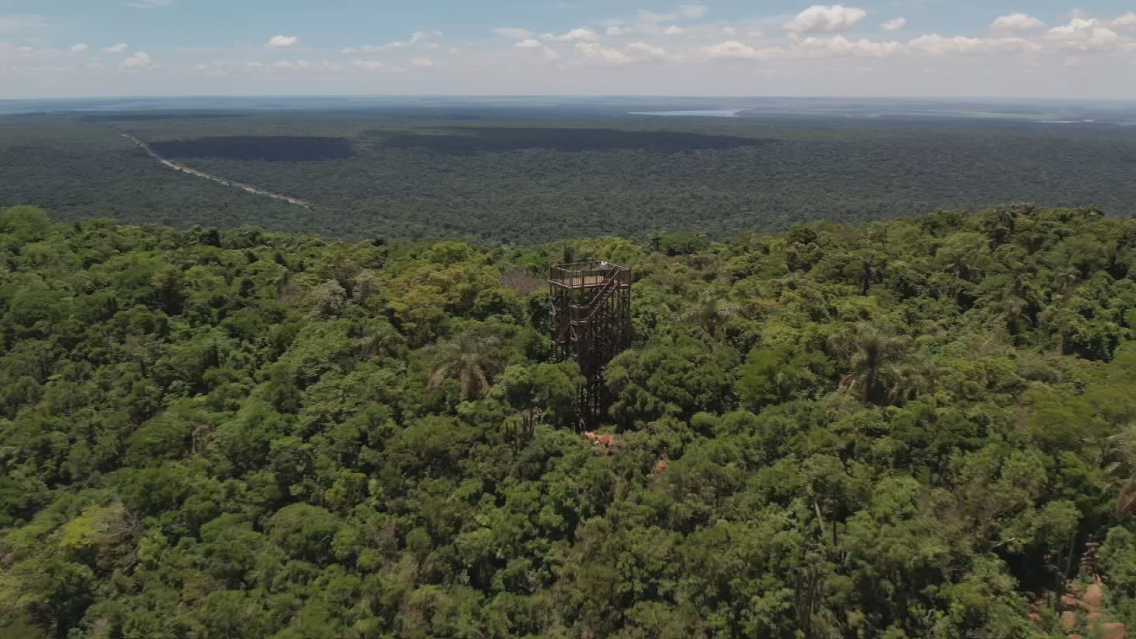 Crise Climática Devasta Lavouras de Café em SP e Acende Alerta no Agronegócio Nacional